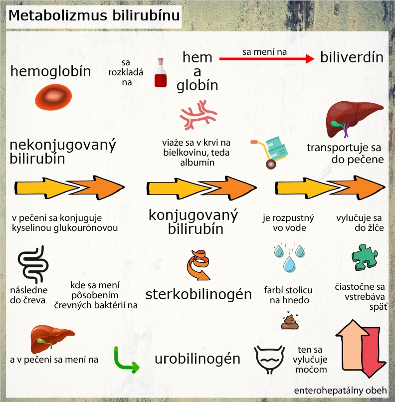 Ako sa metabolizuje bilirubín Infografika znázorňuje metabolizmus bilirubínu v organizme