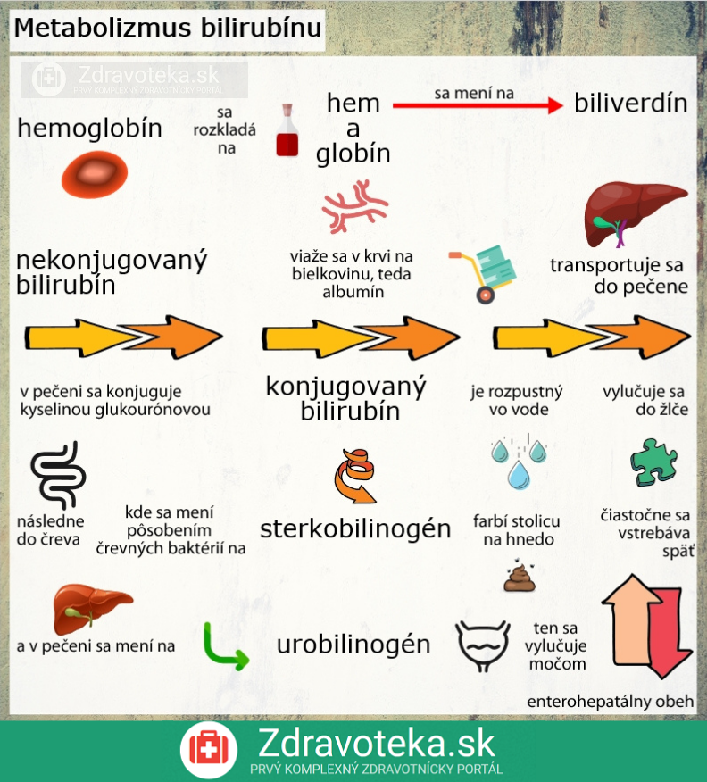 Infografika znázorňuje metabolizmus bilirubínu v organizme