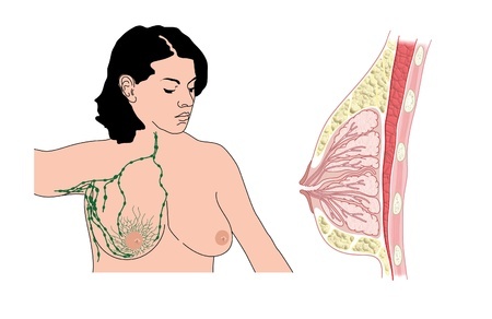lymfatické uzliny hrudníka