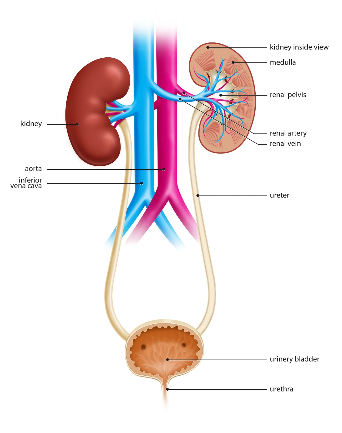 močový systém, obličky (vnútorný pohľad na obličkovú dreň, panvičku, obličkové cievy - artériu a vénu), močová trubica, mechúr, aorta a dolná dutá žila
