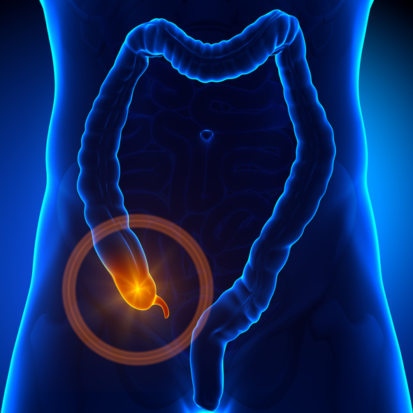 Model tráviaceho traktu, hrubé črevo, apendix