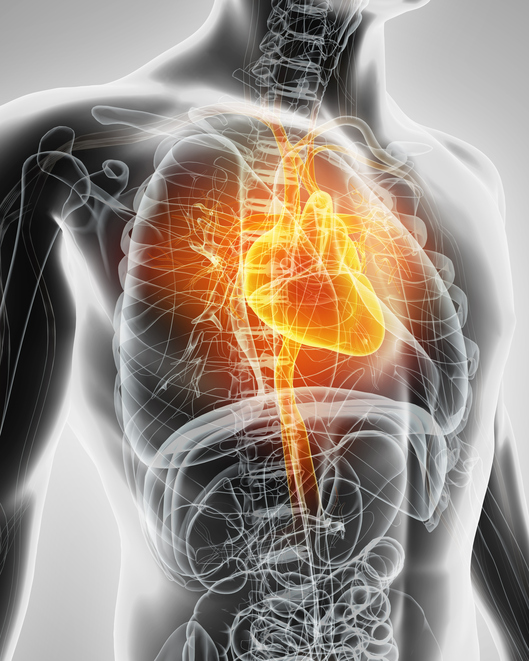 Model srdce, kardiovaskulárny systém, respiračný a tráviaci systém