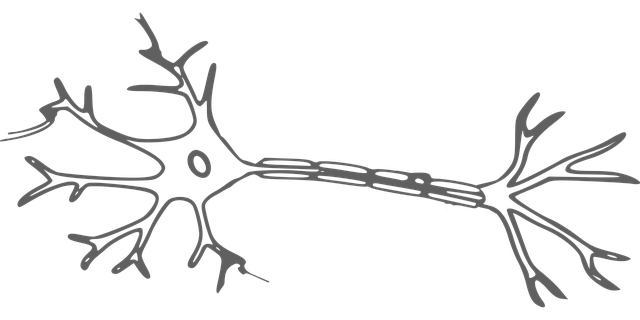 nervová bunka, neurón