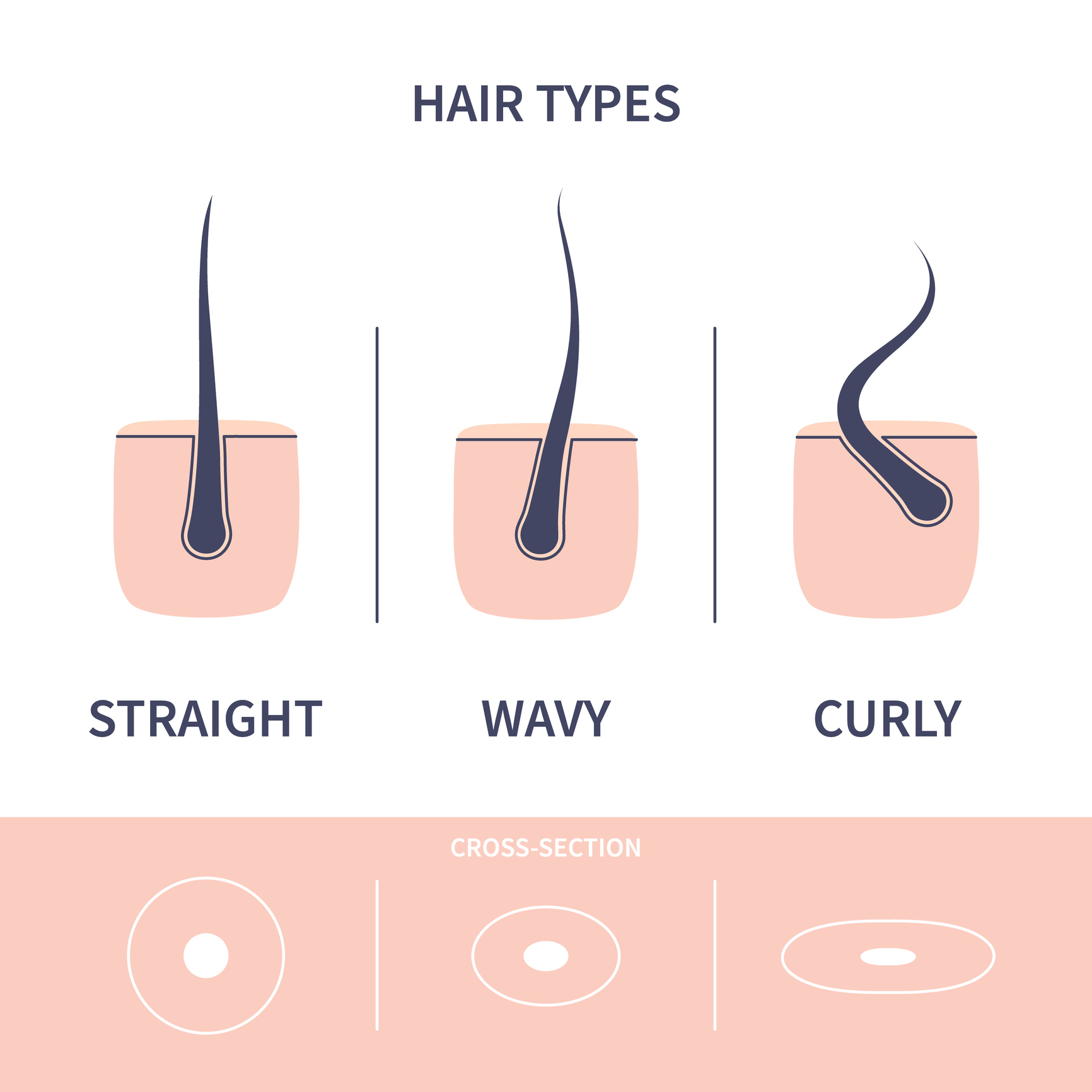 Prierez vlasov - animácia ako vyzerá typ vlasu