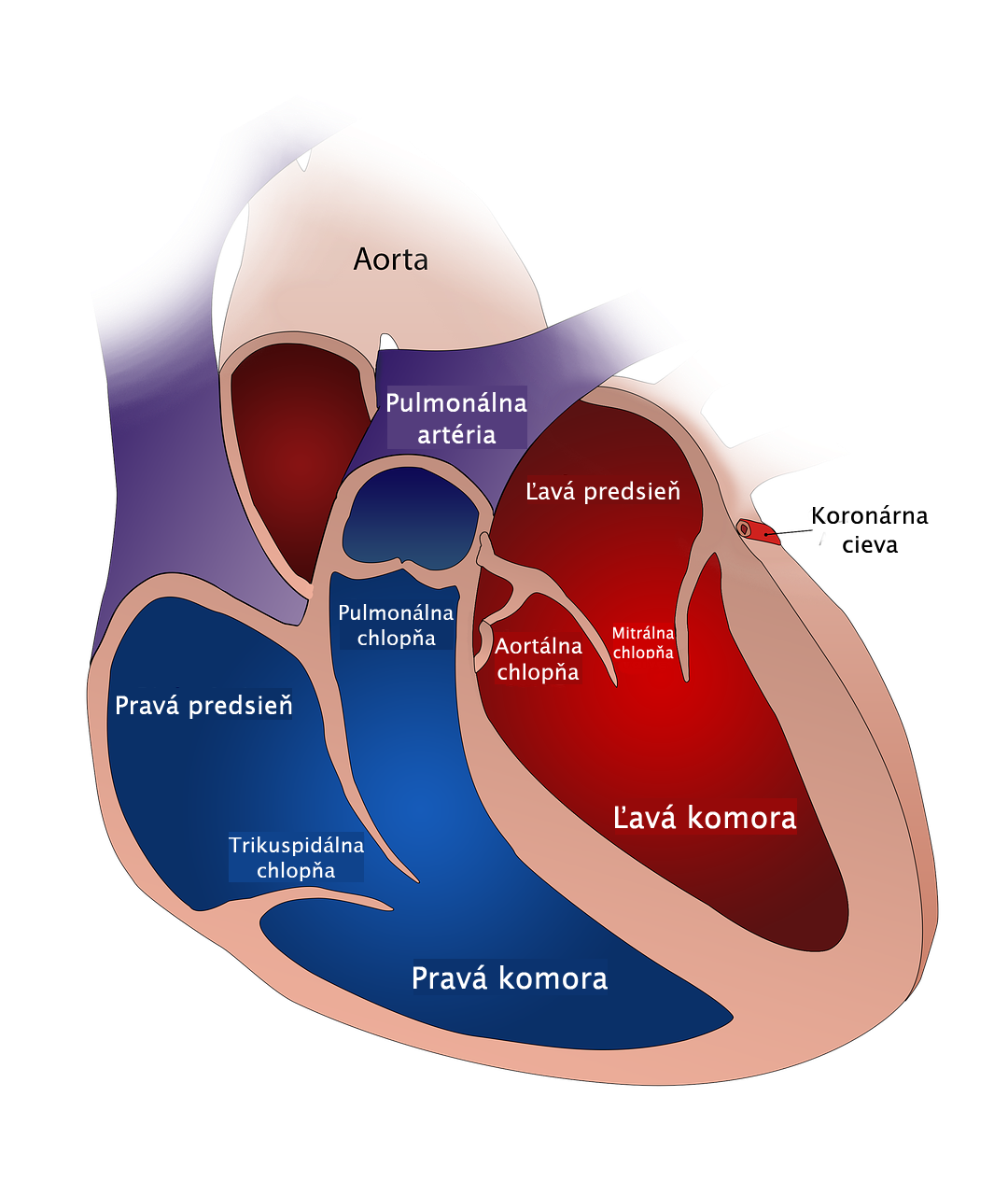 Model srdca s rozdelením na pravú a ľavú stranu, pravá predsieň a pravá komora, ľavá predsieň a ľavá komora, chlopne, cievy, artéria pulmonalis, aorta