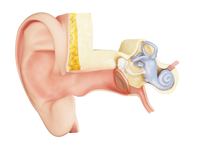 stredné ucho anatomické zobrazenie
