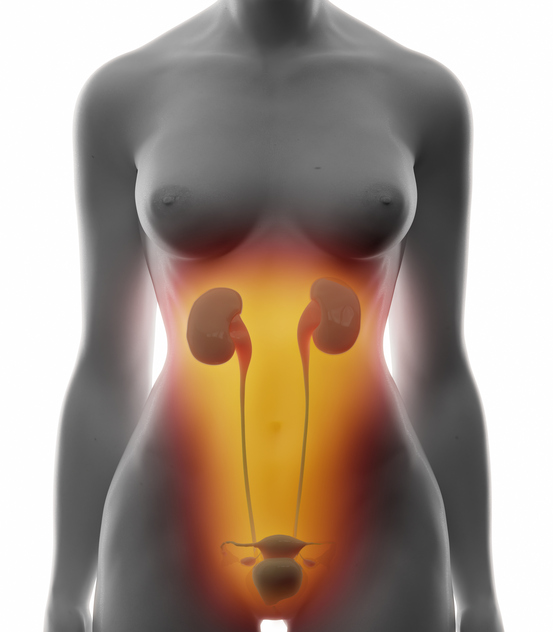 model of the urinary tract