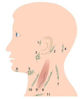 Model limfnih čvorova glave i vrata