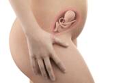 Plod uložený v maternici v období 21. týždňa tehotenstva. Zdroj foto: Getty images