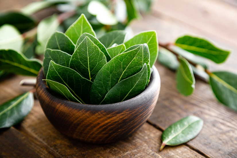 Vavrín pravý známy ako bobkový list: Aké má účinky? Vhodný je nielen do kuchyne, pomáha tiež zdraviu