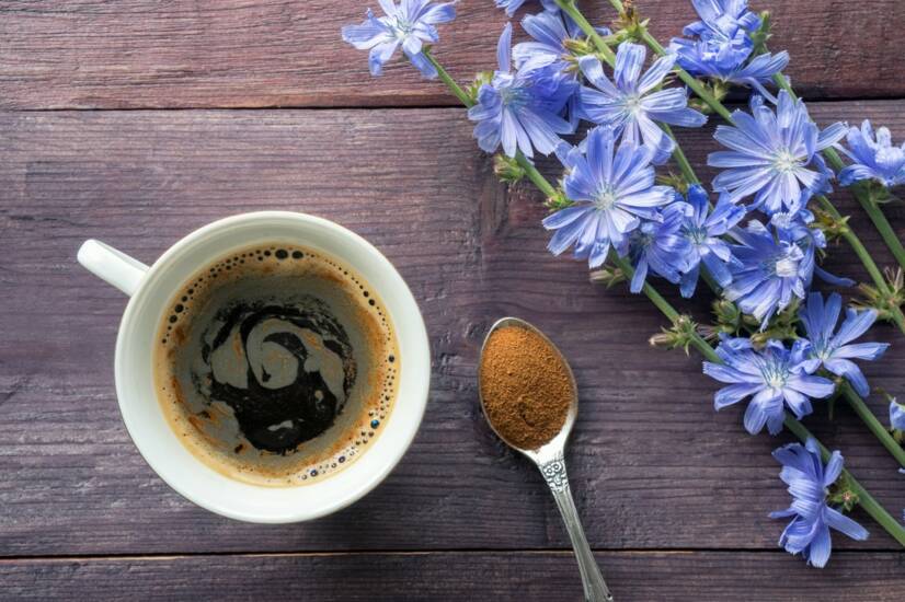 Čakanka obyčajná: zdravotné účinky a použitie byliny. Zdravá alternatíva kávy a sladidla?