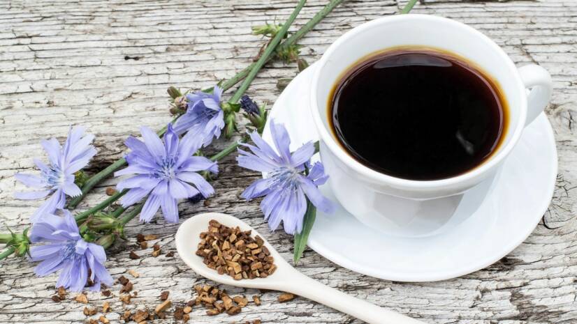 Čakanka obyčajná: aké má zdravotné účinky ? Alternatíva kávy a sladidla?