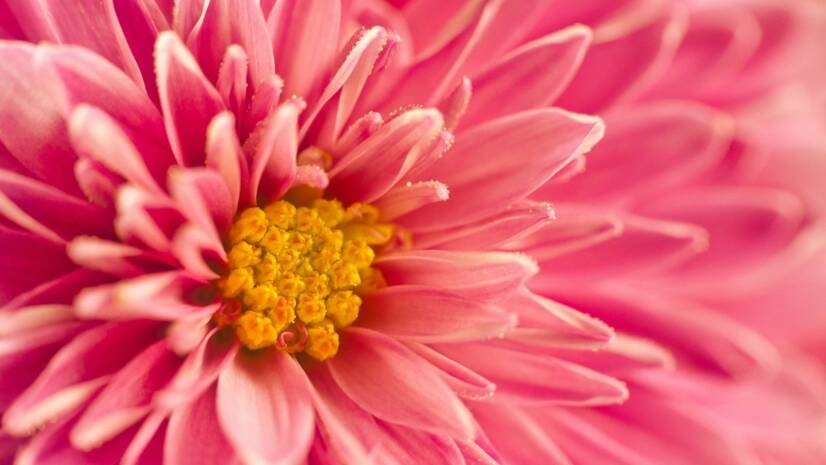 Chryzantéma: Okrasné kvety a ich využitie pre účinky na zdravie? Vedeli ste o tom? Pozor však na druhy