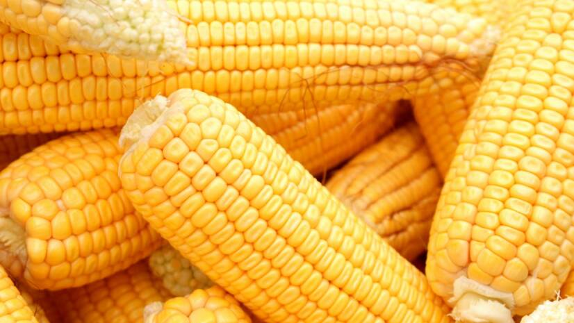 Kukurica: obilnina s benefitmi zeleniny? Zdravotné účinky a nutričné hodnoty kukurice