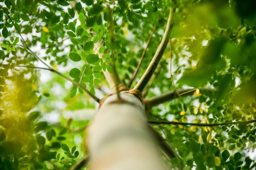 Moringa oleifera: Poznáte jedlý strom? Aké má moringa účinky?