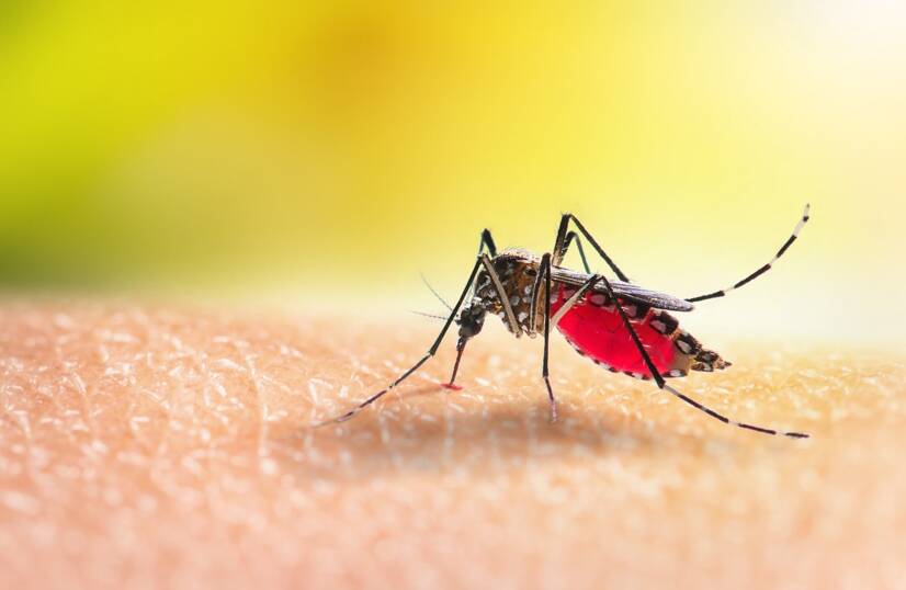 Čo je Malária, ako sa prenáša a aké má príznaky?