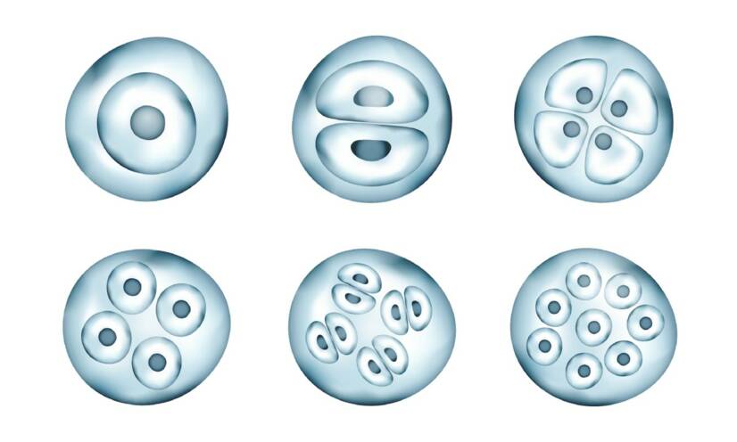 Mitotické delenie buniek. Zdroj foto: Getty images