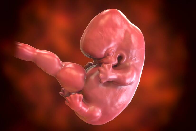 Embryo v 7. týždni tehotenstva. Zdroj foto: Getty Images