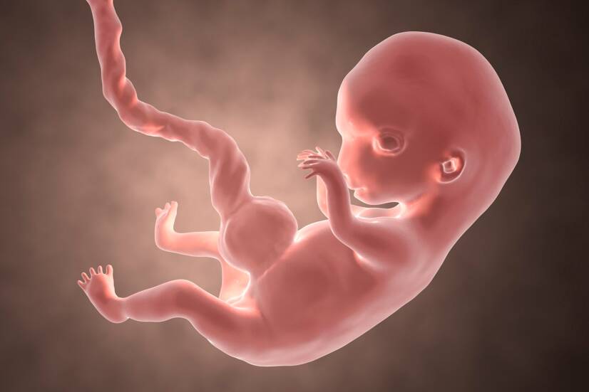 Embryo v 8. týždni tehotenstva. Zdroj foto: Getty Images