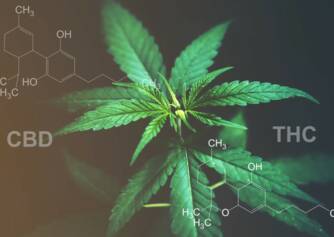 CBD versus THC: Poznáte rozdiel v účinkoch a použití?