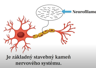 Čo sú neurofilamenty? Ľahké reťazce neurofilamentov (NfL) – biomarker poškodenia neuronóv pri skleróze multiplex (SM)