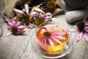 Echinacea a účinky na zdravie. Prírodná podpora imunity? + Pestovanie