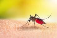 Čo je Malária, ako sa prenáša a aké má príznaky?