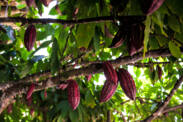 Aké účinky má kakao na zdravie? Aké sú jeho nežiaduce účinky?