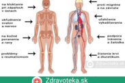 Infografika: Pozitívne účinky Angeliky lekárskej na organizmus