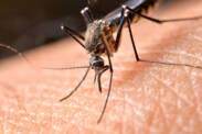 Uštipnutie komárom: Podľa čoho si vyberajú obete a ako sa dá chrániť?