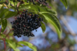 Zdroj foto: Canva